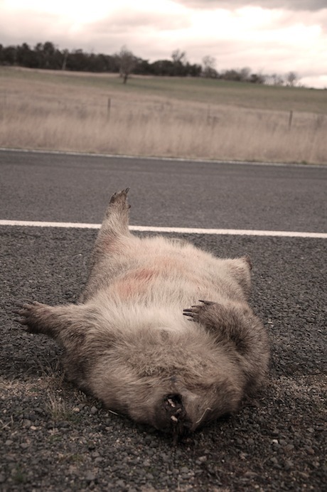 roadkillwombat.jpg